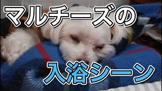 【マルチーズ】愛犬ニコルの入浴シーン