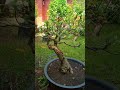 Bonsai Loa Kroak #shorts #bonsai #dnsartventure