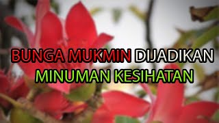 BUNGA MUKMIN DIJADIKAN MINUMAN KESIHATAN