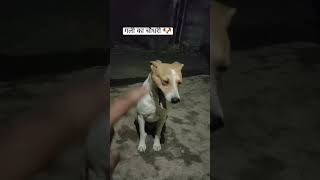 गली का चौधरी 🐶#dog #doglover #viral #vlog #ytshorts #shortsfeed #trending #minivlog #shorts #bhopal