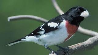 Rose-breasted Grosbeak Bird Sound Video: Birds Songs Eastern North America-Nature Sounds for Sleep