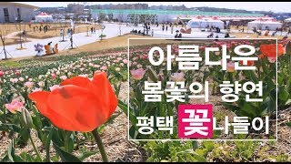 [명품평택] 평택으로 꽃나들이 축제 오세요