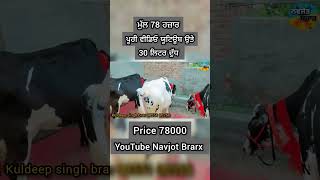 78 ਹਜ਼ਾਰ ਮੁੱਲ 30 ਲੀਟਰ ਦੁੱਧ