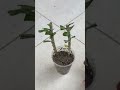 How to grow Dracaena plant from cuttings