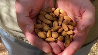 Nonpareil Update with Almondco Grower Member, Scott Petersen, Cooltong, SA