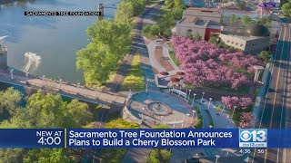 Sacramento Tree Foundation Announces Plans To Build Cherry Blossom Park