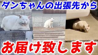 三毛母猫の旦那さんの出張先からご提供頂いた映像…笑[三毛母猫の旦那]