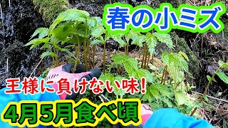 山菜の王様と引けをとらない４月５月食べごろの『小ミズ』