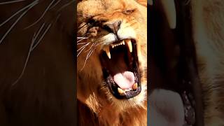 How many teeth do lions have? #wildlife #wild #animals #shorts #shortsfeed #viral #trending #facts