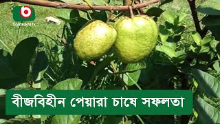 বীজবিহীন পেয়ারা চাষে সফলতা