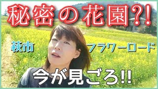 【映えるお花畑！ フラワーロード #29】春は菜の花、夏はひまわりが咲き誇る！