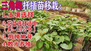 【小花匠】17個品種的三角梅扦插苗，這樣養殖，當年就可以開花，還能爆盆