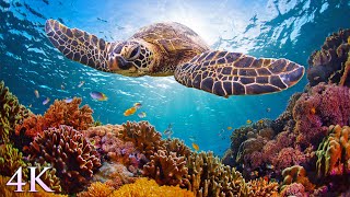 11HRS of 4K Turtle Paradise - Undersea Nature Relaxation Film + Meditation Music by Jason Stephenson