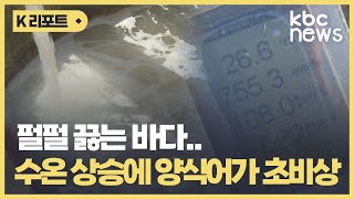 '바다도 펄펄 끓는다' 양식어가도 초비상 / KBC뉴스