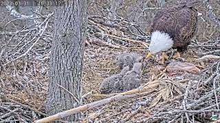 Dulles Greenway Eagle Cam 31.03.2023 16:24