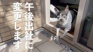 シニア犬15歳 パトロールの出勤時間変わったらしい【ボストンテリア/Bostonterrier Lulu】