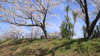 2021.03.27 満開の平草原公園の桜 ( 一部散り始め④ )