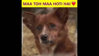 एक Puppy की मां गाय कैसे ? 😲 #shorts #humanity