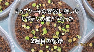 サボテンと遊ぼう　カップケーキの容器に蒔いたサボテンの種どうなった　2週間目の記録