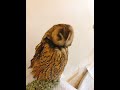 【フクロウのおじぎ】毛づくろい中でも怒らない！かわいいフクロウ【フクロウカフェ】