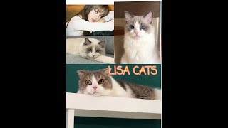 LISA X LEO LUCA MINGUS : ส่องความน่ารักของน้องแมว ลิซ่า blackpink