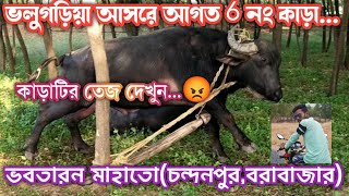 ভলুগড়িয়া আসরে 6নং কাড়া!! ভবতারন মাহাতো (চন্দনপুর)!!কাড়াটির তেজ দেখুন!!মনে হয় তাড়ে দিবেক#karalorai