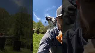 Give him some 🤣#funny #goats #funny videos #funny goat #funny