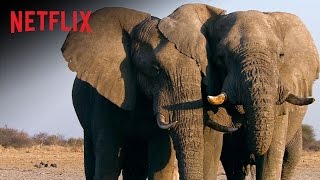 Caccia all'avorio | Trailer ufficiale | Netflix Italia