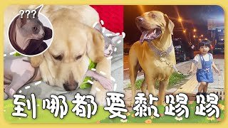 #寵物雲小編精選 寵物與飼主甜蜜互動合輯！ 阿公超寵溺歐告孫！巨犬見小主人化身小綿羊 撒嬌瘋狂搖尾巴~