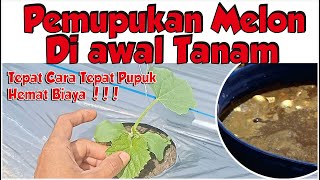 PUPUK KOCOR MELON, Di Awal Tanam Melon