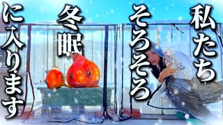 【金魚】ピンポンパールのペコちゃん、はじめての冬眠！