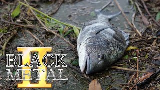 R5.6.22～30.山口県 チニング！ Great catch of black sea bream!