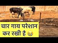 चार गाय परेशान कर रखी है 😭 Ejju dairy farm bihar