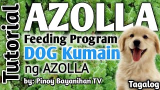 Azolla how to plant how to grow azolla Tagalog paano magtanim ng azolla in City Pond Feeding Program