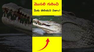 మొసలి గురించి ఈ నిజాం తెలుసా? | interesting telugu facts | #shorts  yt shorts | #facts