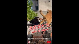 橘貓老婆森七七｜The orange cat angers his wife【喵有事】#玻璃心#straycats #cat #流浪貓 #貓咪