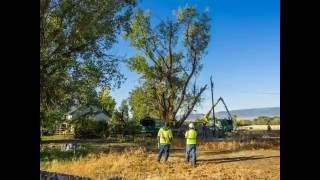 Davey Tree Experts taking out a HUGE Cottonwood