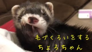 フェレット 毛づくろいをするちょろちゃん