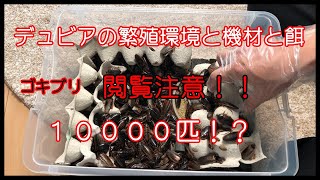 閲覧注意！！　トカゲの餌、デュビア（ゴキブリ）の繁殖環境と機材と餌　１００００匹！？