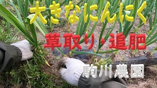 大きなにんにくを収穫するための管理　草取り・追肥　邑南町　駒川農園　22.4.11