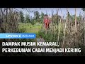 Dampak Musim Kemarau, Perkebunan Cabai Menjadi Kering | Liputan 6 Mataram