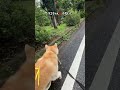 【秋田犬なな】お散歩楽になってきた💕 shorts 犬のトレーニング 犬のしつけ