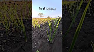 લસણનું વાવેતર || #gujaratifarmer #lasan #vavetar #farmer#farming#khedut #trending #short#viralvideo