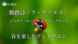 偉大なるクラシック音楽と癒しの映像とのコラボレーション｜  ラヴェル　舞踊詩ラ・ヴァルス｜春を楽しむテントウムシ #ラヴェル #ラ・ヴァルス #舞踊詩 #テントウムシ