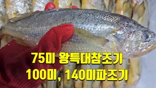 75미 왕특대참조기 사이즈 크고 좋습니다. 100미파조기 140미파조기, 5미특대갈치 4미특대갈치 10미대갈치