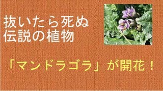 抜いたら死ぬ伝説の植物 「マンドラゴラ」が開花！団塊ジジイのトレンド情報局