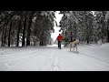 dogscootering winter 30.12.2020