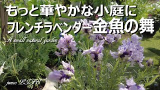 【4月初旬の小庭】ラベンダーお迎えと剪定/愛猫うしくんのこと