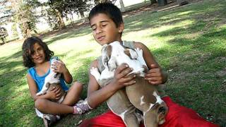 Sacbulldogs pups and kids