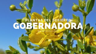 Plantas del desierto - La Gobernadora